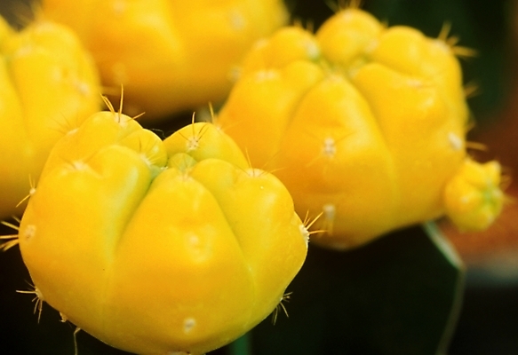 포토 JPG 식물 꽃 선인장 근접촬영 사람없음 가시 선인장꽃 국내포토 뷰포인트 파일형식