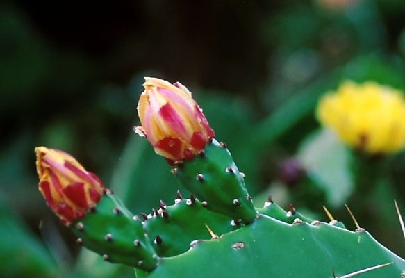 포토 JPG 식물 꽃 여러송이 선인장 근접촬영 사람없음 가시 선인장꽃 국내포토 뷰포인트 다수 파일형식