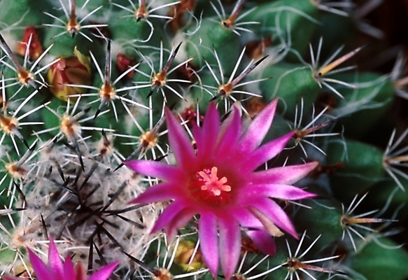 포토 JPG 식물 꽃 한송이 선인장 근접촬영 사람없음 가시 선인장꽃 국내포토 1 뷰포인트 송이 파일형식