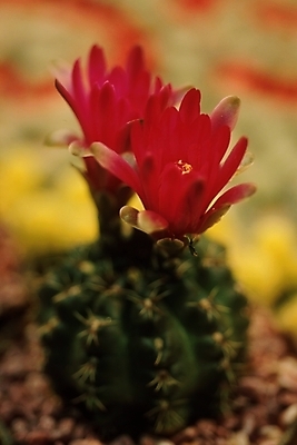 포토 JPG 식물 꽃 선인장 근접촬영 사람없음 가시 두송이 선인장꽃 국내포토 뷰포인트 2 파일형식