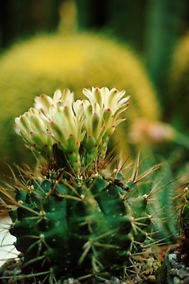 포토 JPG 식물 꽃 여러송이 선인장 근접촬영 사람없음 가시 선인장꽃 국내포토 뷰포인트 다수 파일형식