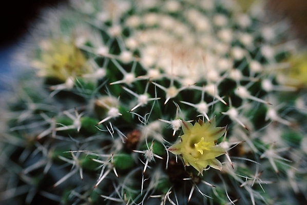 포토 JPG 식물 꽃 여러송이 선인장 근접촬영 사람없음 가시 선인장꽃 국내포토 뷰포인트 다수 파일형식