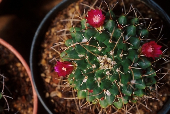 포토 JPG 식물 꽃 화분 여러송이 선인장 근접촬영 사람없음 가시 선인장꽃 국내포토 뷰포인트 다수 파일형식