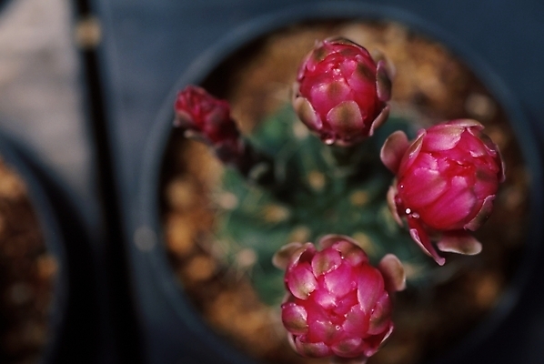 포토 JPG 식물 꽃 화분 여러송이 선인장 근접촬영 사람없음 선인장꽃 국내포토 뷰포인트 다수 파일형식