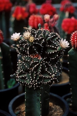 포토 JPG 식물 꽃 화분 여러송이 선인장 근접촬영 사람없음 가시 선인장꽃 국내포토 뷰포인트 다수 파일형식