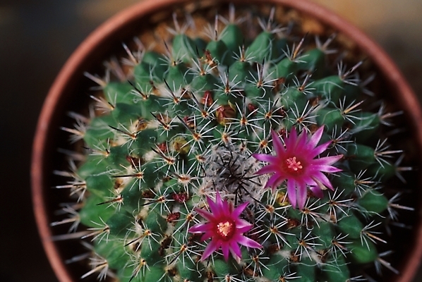 포토 JPG 식물 꽃 화분 선인장 근접촬영 사람없음 가시 두송이 선인장꽃 국내포토 뷰포인트 2 파일형식