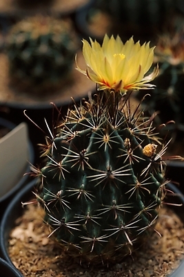 포토 JPG 식물 꽃 화분 선인장 근접촬영 사람없음 가시 선인장꽃 국내포토 뷰포인트 파일형식