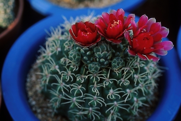 포토 JPG 식물 꽃 화분 여러송이 선인장 근접촬영 사람없음 가시 선인장꽃 국내포토 뷰포인트 다수 파일형식