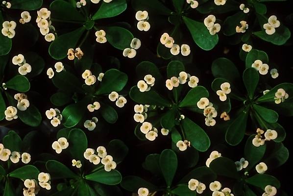 포토 JPG 주간 식물 꽃 여러송이 선인장 사람없음 야외 선인장꽃 국내포토 자연요소 다수 파일형식