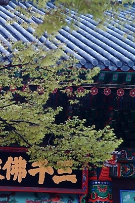 포토 JPG 주간 나무 한국전통 시설물 건축물 건축 종교 고건축 불교 한국건축 종교건축 사람없음 야외 동양건축 사찰 사원 현판 국내포토 자연요소 식물 전통 비즈니스 한국 파일형식 동양