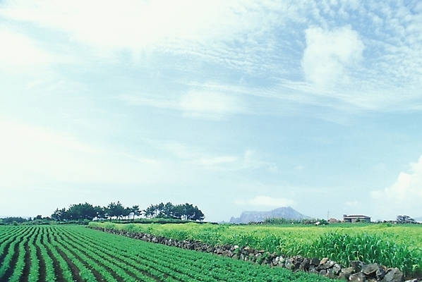 포토 JPG 주간 구름 웰빙 밭 농업 자연 하늘 논 풍경 사람없음 야외 농사 농촌 시골 유기농 자연주의 국내포토 자연요소 산업 생태계 파일형식