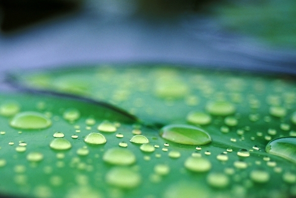 포토 JPG 주간 식물 잎 근접촬영 사람없음 야외 초록색 물 물방울 풀 이슬 연 연잎 국내포토 자연요소 뷰포인트 컬러 놀이용품 파일형식