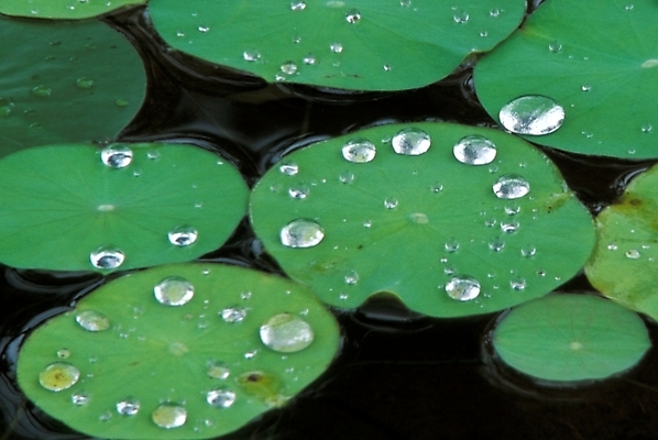 포토 JPG 주간 식물 잎 근접촬영 사람없음 야외 초록색 물 물방울 풀 이슬 연 연잎 국내포토 자연요소 뷰포인트 컬러 놀이용품 파일형식