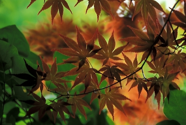 포토 JPG 나무 식물 사계절 계절 단풍 자연 단풍나무 나뭇잎 사람없음 야외 가을 국내포토 잎 생태계 파일형식