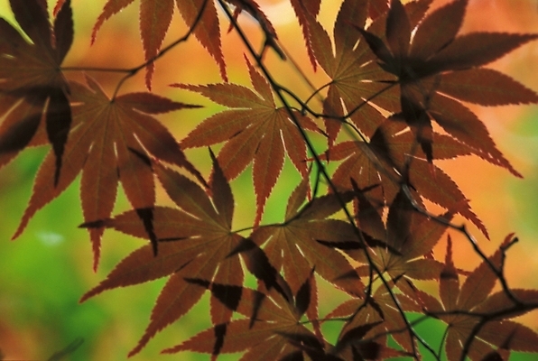 포토 JPG 나무 식물 사계절 계절 단풍 자연 단풍나무 나뭇잎 사람없음 야외 가을 국내포토 잎 생태계 파일형식