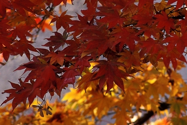 포토 JPG 나무 식물 사계절 계절 단풍 자연 단풍나무 나뭇잎 사람없음 야외 가을 국내포토 잎 생태계 파일형식