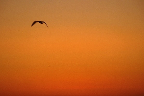포토 JPG 구름 한마리 백그라운드 자연 갈매기 조류 하늘 풍경 사람없음 빨간색 일출 노을 일몰 국내포토 자연요소 동물 1 컬러 생태계 파일형식