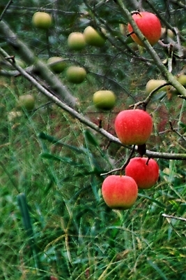 포토 JPG 나무 식물 열매 과일 사람없음 농작물 사과 사과나무 사과데이 애플데이 국내포토 농업 데이이벤트 파일형식