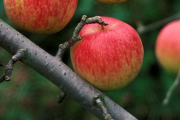 포토 JPG 나무 식물 열매 과일 사람없음 농작물 사과 사과나무 사과데이 애플데이 국내포토 농업 데이이벤트 파일형식