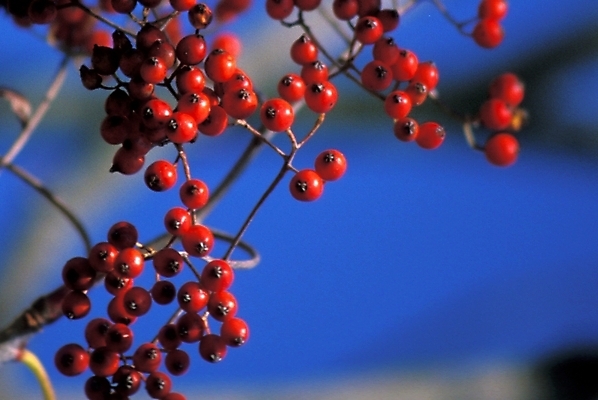 포토 JPG 식물 열매 자연 사람없음 산열매 국내포토 생태계 파일형식
