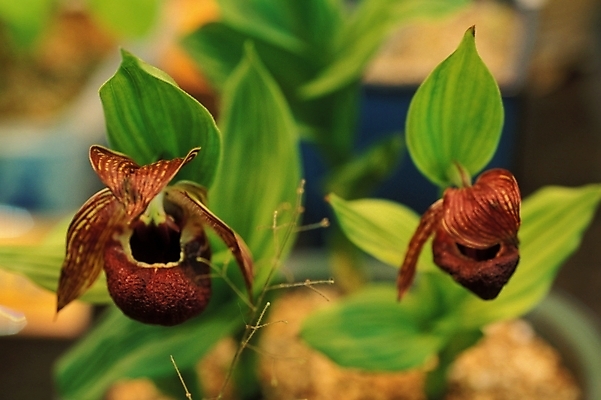 포토 JPG 식물 꽃 화초 잎 여름꽃 자연 사람없음 야외 들꽃 두송이 개불알꽃 국내포토 2 생태계 파일형식 여름_계절