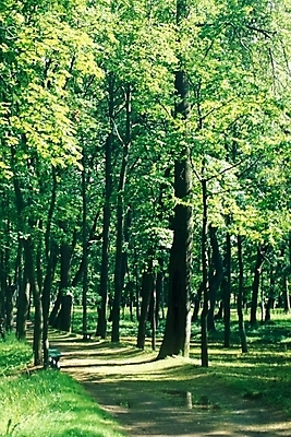 포토 JPG 주간 나무 해외풍경 해외 웰빙 유럽 길 외국문화 자연 풍경 사람없음 야외 산책로 숲 러시아 삼림욕 국내포토 자연요소 식물 나라 문화 생태계 파일형식