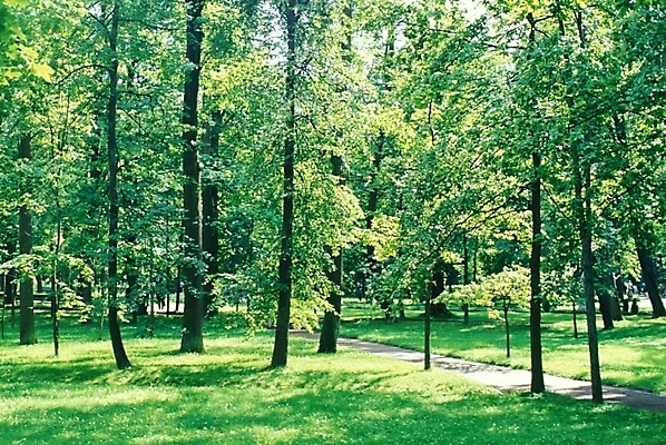 포토 JPG 주간 나무 식물 해외풍경 해외 웰빙 유럽 길 외국문화 자연 풍경 사람없음 야외 산책로 숲 러시아 삼림욕 국내포토 자연요소 나라 문화 생태계 파일형식