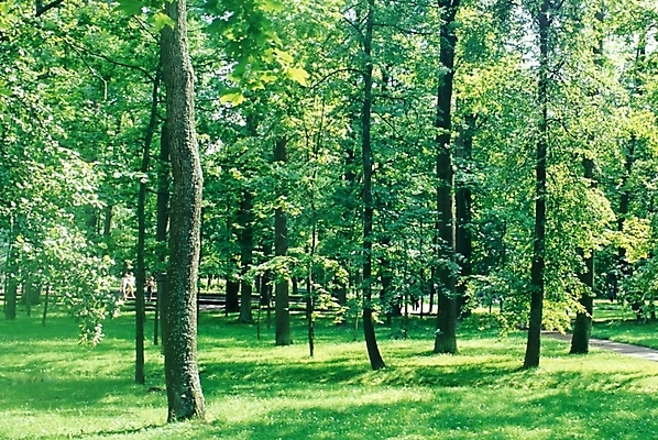 포토 JPG 주간 나무 식물 해외풍경 해외 웰빙 유럽 길 외국문화 자연 풍경 사람없음 야외 산책로 숲 러시아 삼림욕 국내포토 자연요소 나라 문화 생태계 파일형식