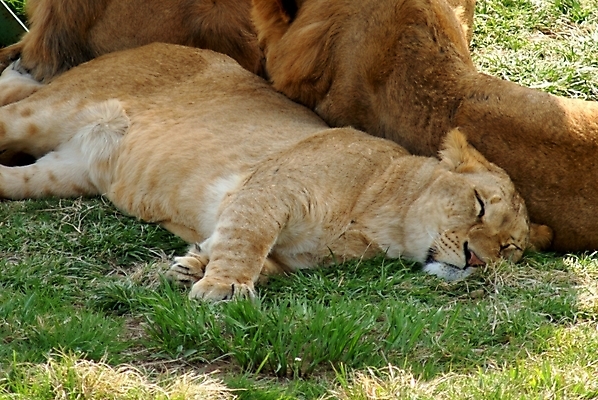 포토 JPG 주간 동물 척추동물 육지동물 야생동물 여러마리 포유류 동물원 사람없음 야외 사자 암사자 국내포토 자연요소 다수 암컷 파일형식