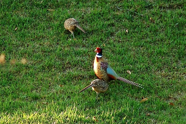 포토 JPG 주간 동물 척추동물 야생동물 여러마리 자연 조류 잔디 초원 사람없음 야외 꿩 국내포토 자연요소 식물 다수 생태계 파일형식