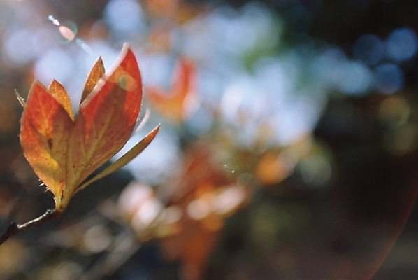 포토 JPG 주간 나무 식물 사계절 계절 단풍 잎 자연 단풍나무 나뭇잎 사람없음 야외 가을 국내포토 자연요소 생태계 파일형식