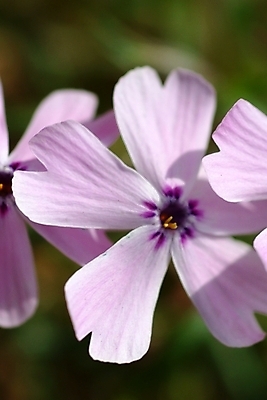 포토 JPG 주간 식물 꽃잎 꽃 한송이 봄꽃 자연 사람없음 야외 보라색 패랭이꽃 꽃잔디 지면패랭이꽃 국내포토 자연요소 1 컬러 봄 생태계 송이 파일형식