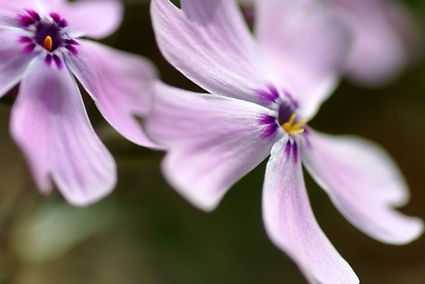 포토 JPG 주간 식물 꽃잎 꽃 봄꽃 자연 사람없음 야외 보라색 두송이 패랭이꽃 꽃잔디 지면패랭이꽃 국내포토 자연요소 컬러 2 봄 생태계 파일형식