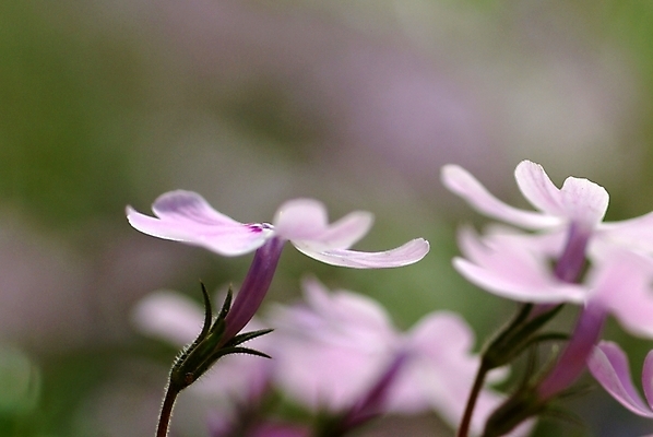 포토 JPG 주간 식물 꽃잎 꽃 여러송이 봄꽃 자연 사람없음 야외 보라색 패랭이꽃 꽃잔디 지면패랭이꽃 국내포토 자연요소 컬러 다수 봄 생태계 파일형식