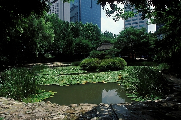 포토 JPG 주간 나무 한국문화 한국전통 호수 잎 자연 풍경 사람없음 야외 궁전 문화재 연못 연잎 덕수궁 국내포토 자연요소 식물 동양문화 전통 고건축 한국 생태계 파일형식