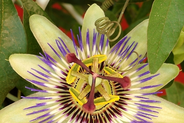 포토 JPG 주간 식물 꽃잎 꽃 잎 한송이 자연 근접촬영 사람없음 야외 보라색 꽃시계덩굴 시계꽃 패션플라워 국내포토 자연요소 1 뷰포인트 컬러 생태계 송이 파일형식