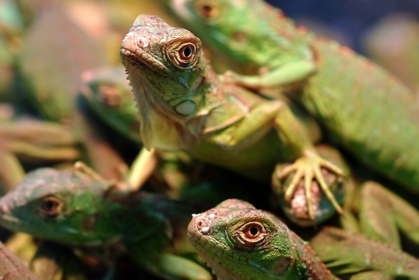 포토 JPG 주간 동물 척추동물 파충류 사람없음 야외 도마뱀 이구아나 국내포토 자연요소 파일형식