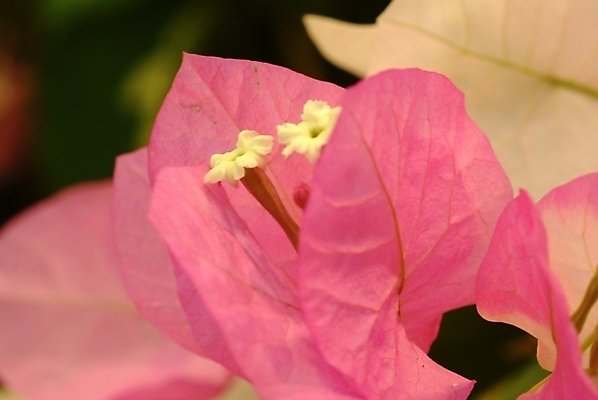 포토 JPG 주간 식물 꽃잎 꽃 분홍색 잎 자연 근접촬영 사람없음 야외 꽃술_꽃 암술 국내포토 자연요소 뷰포인트 컬러 생태계 파일형식