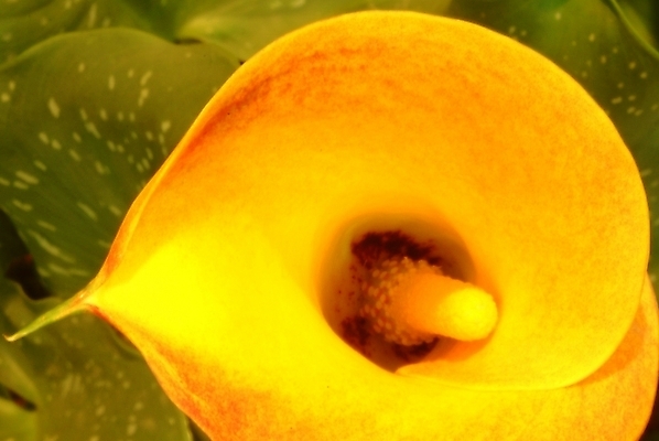 포토 JPG 식물 꽃 잎 한송이 자연 나뭇잎 근접촬영 사람없음 노란색 암술 국내포토 1 뷰포인트 컬러 꽃술_꽃 생태계 송이 파일형식