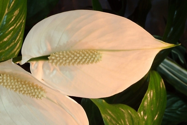 포토 JPG 식물 꽃잎 꽃 한송이 자연 근접촬영 사람없음 스파트필럼 국내포토 1 뷰포인트 생태계 송이 파일형식