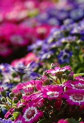 포토 JPG 주간 식물 꽃잎 꽃 여러송이 자연 사람없음 야외 겨울꽃 시네라리아 국내포토 자연요소 다수 겨울 생태계 파일형식