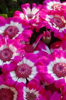 포토 JPG 주간 식물 꽃잎 꽃 여러송이 자연 사람없음 야외 겨울꽃 시네라리아 국내포토 자연요소 다수 겨울 생태계 파일형식