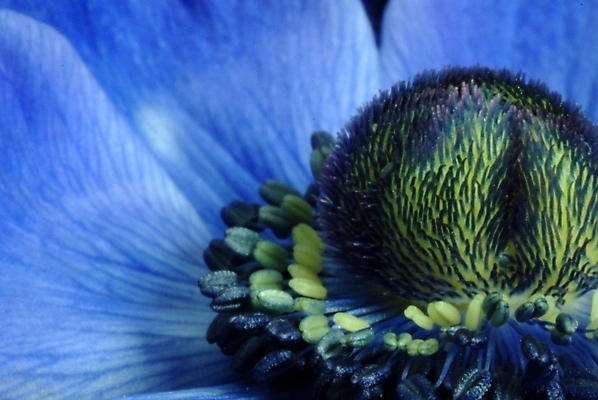 포토 JPG 식물 꽃잎 꽃 한송이 자연 근접촬영 사람없음 파란색 꽃술_꽃 암술 국내포토 1 뷰포인트 컬러 생태계 송이 파일형식