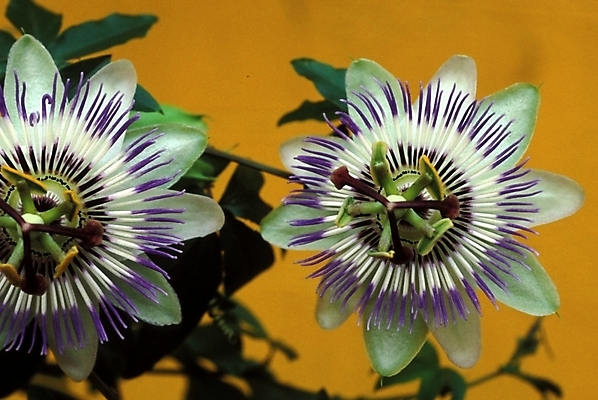 포토 JPG 식물 꽃잎 꽃 사람없음 두송이 꽃시계덩굴 시계꽃 패션플라워 국내포토 2 파일형식