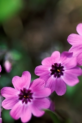 포토 JPG 주간 식물 꽃잎 꽃 여러송이 봄꽃 자연 사람없음 야외 꽃잔디 지면패랭이꽃 국내포토 자연요소 다수 봄 생태계 패랭이꽃 파일형식