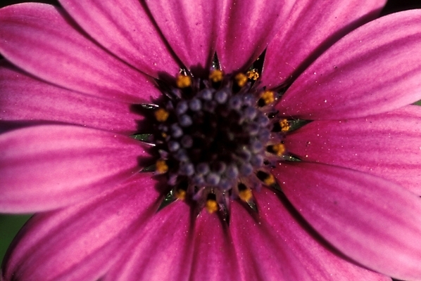 포토 JPG 식물 꽃잎 꽃 분홍색 자연 근접촬영 사람없음 오스테오스펄멈 국내포토 뷰포인트 컬러 생태계 파일형식