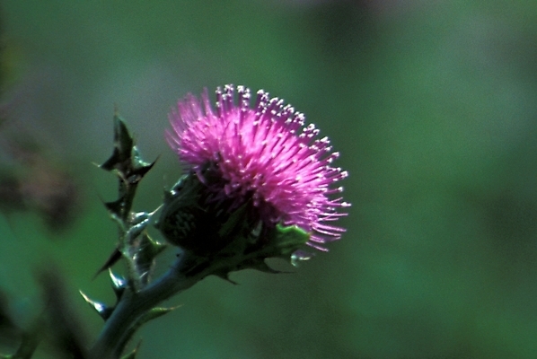 포토 JPG 주간 식물 꽃 한송이 여름꽃 자연 사람없음 야외 꽃봉오리 엉겅퀴 국내포토 자연요소 1 생태계 송이 파일형식 여름_계절