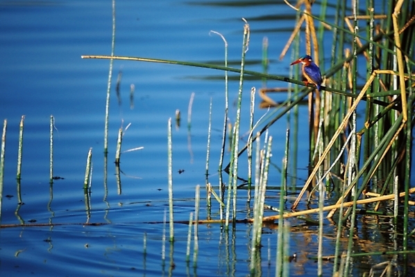 포토 JPG 주간 동물 척추동물 자연 조류 풍경 사람없음 야외 강 강가 국내포토 자연요소 생태계 파일형식