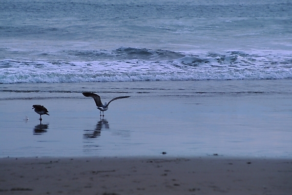포토 JPG 주간 동물 척추동물 파도 바다 자연 갈매기 조류 풍경 해변 사람없음 야외 국내포토 자연요소 생태계 파일형식
