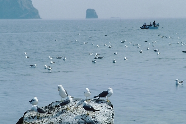 포토 JPG 주간 동물 척추동물 야생동물 바다 자연 갈매기 조류 풍경 사람없음 야외 돌_바위 바위 바위섬 통통배 국내포토 자연요소 섬 배_교통 생태계 파일형식